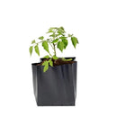 Bolsa semillera para viveros, color negro (100 unidades)