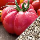 Semillas de tomate, Pink Beefsteak (100% Heirloom/No Híbrido/No GMO). 50 semillas aproximadamente