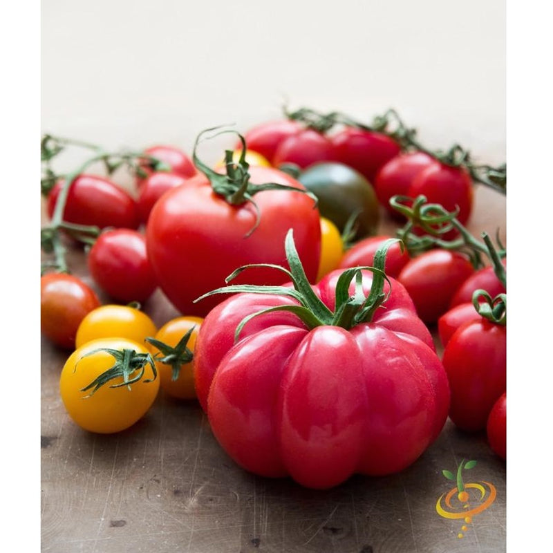 Semillas de tomate, Pink Beefsteak (100% Heirloom/No Híbrido/No GMO). 50 semillas aproximadamente