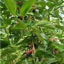 Semillas de mora, planta enana.
