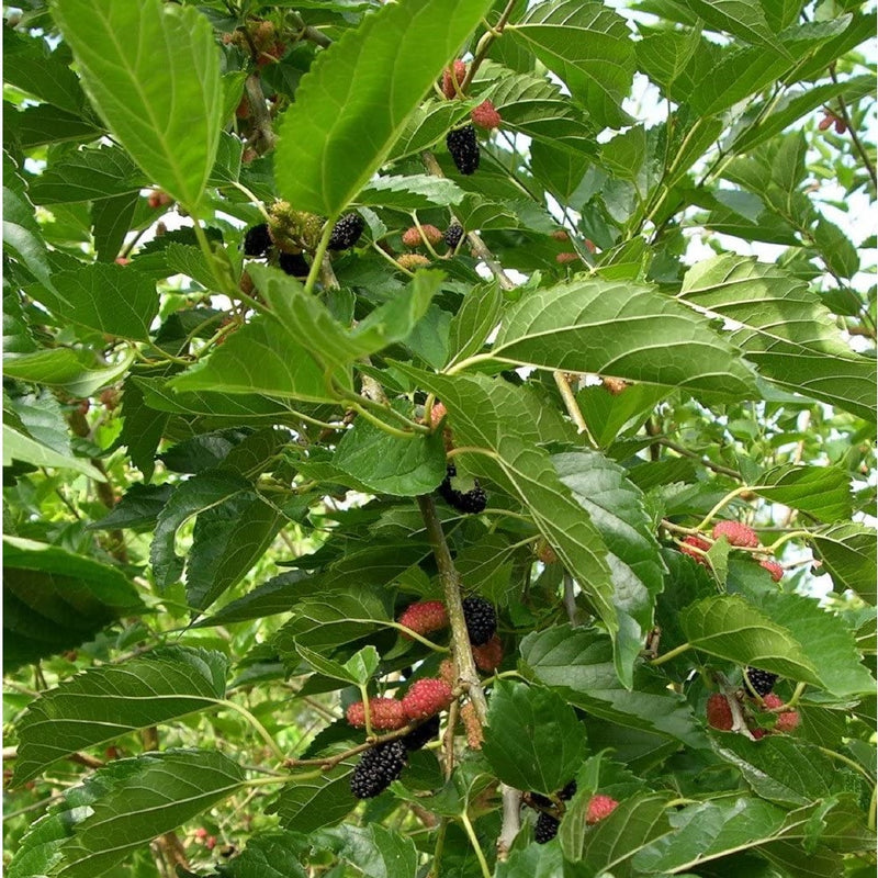 Semillas de mora, planta enana.