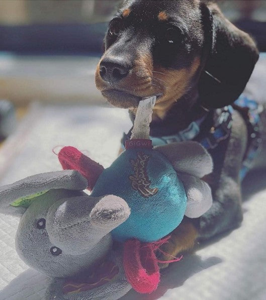 Juguete Plush Elefante de tela para mascotas