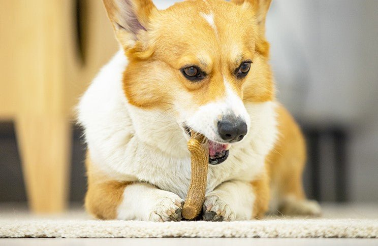 Juguete con madera real masticable mascotas talla L