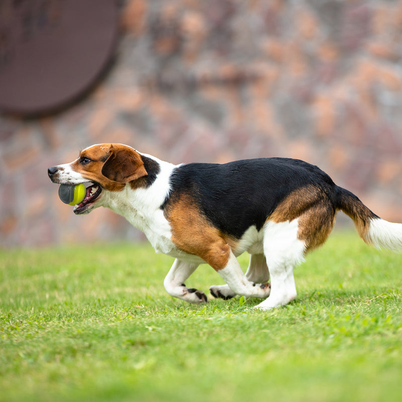 Pelota silbadora Mediana para mascota