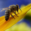 Semillas surtidas de flores silvestres para atraer abejas.