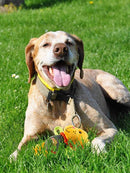 Juguete Plush León de tela para mascotas