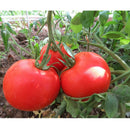 Semillas de tomate Calypso