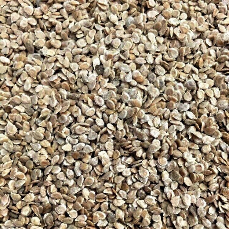Semillas de tomate Mortgage Lifter (100% Heirloom/No Híbrido/No GMO). 15 semillas aproximadamente