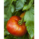 Semillas de tomate Mortgage Lifter (100% Heirloom/No Híbrido/No GMO). 15 semillas aproximadamente