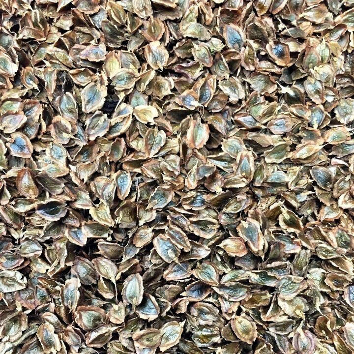 Semillas de ruibarbo, Victoria (100% Heirloom/No Híbrido/No GMO). 20 semillas aproximadamente
