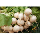 Semillas de nabo, globo de oro (100% Heirloom / No Híbrido / No GMO). 140 semillas aproximadamente