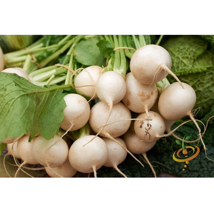 Semillas de nabo, globo de oro (100% Heirloom / No Híbrido / No GMO). 140 semillas aproximadamente
