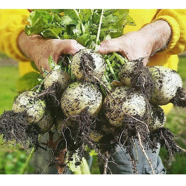 Semillas de nabo, globo de oro (100% Heirloom / No Híbrido / No GMO). 140 semillas aproximadamente