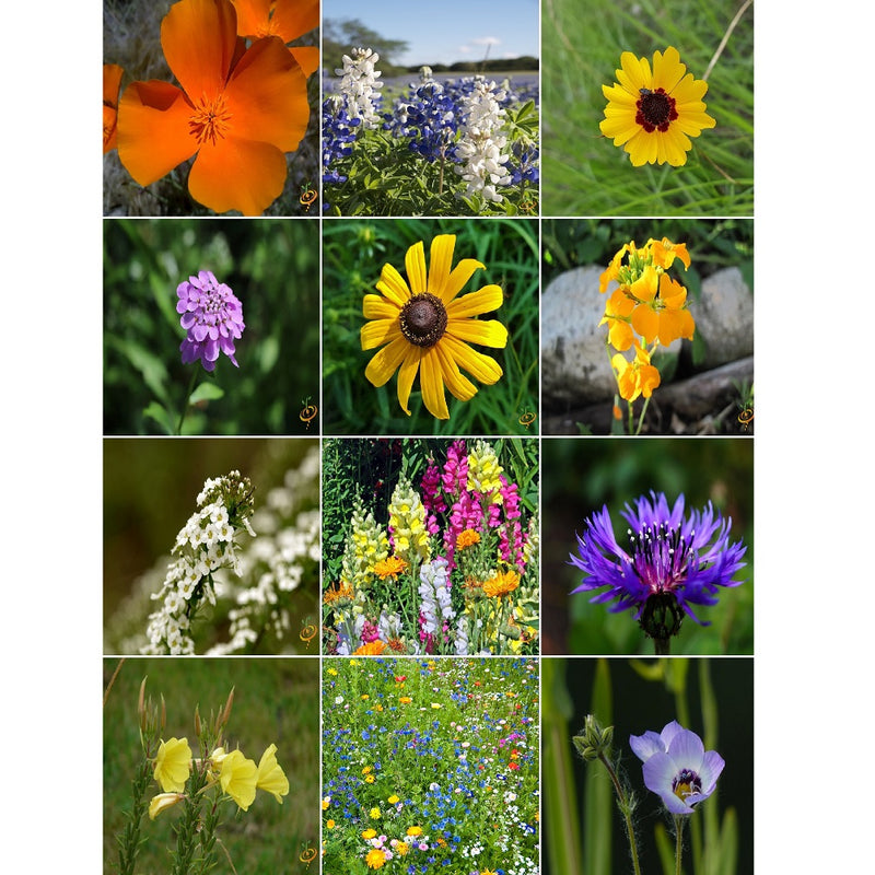 Semillas surtidas de flores silvestres anuales. Incluye 21 variedades