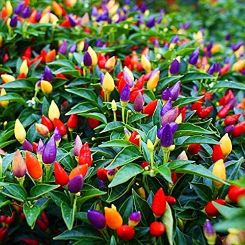 Semillas de Pimienta de colores.
