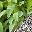 Semillas de salvia de hoja ancha (100% Heirloom/No Híbrido/No GMO). 25 semillas aproximadamente.