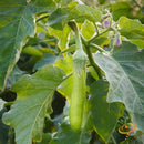 Semillas de berenjena, Louisiana (100% Heirloom/No Híbrido/No GMO). 10 semillas aproximadamente.
