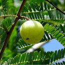 Semillas de Amla