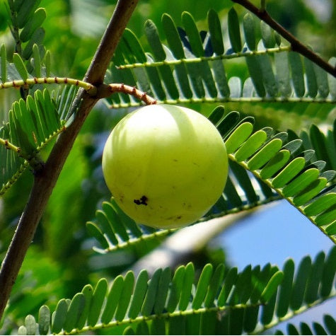 Semillas de Amla