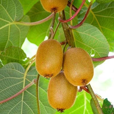 Semillas de Kiwi