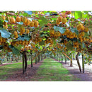 Semillas de Kiwi