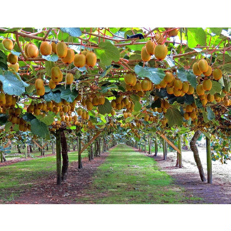 Semillas de Kiwi