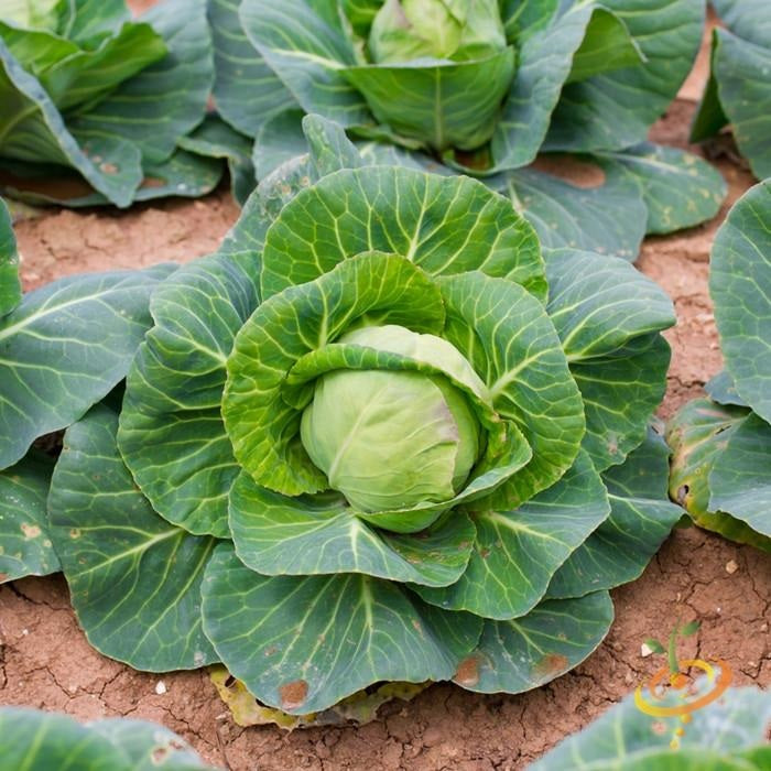 Semillas de repollo, cabeza de bola danesa (100% Heirloom/No Híbrido/No GMO). 45 semillas aprox.