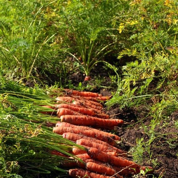 Semillas de zanahoria, Autum King (100% Heirloom/No Híbrido/No GMO). 100 semillas aproximadamente.