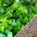 Semillas de oregano italiano (100% Heirloom/No Híbrido/No GMO). 200 semillas aproximadamente.