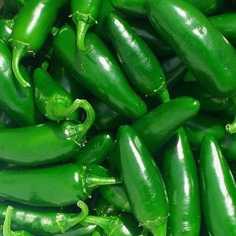Semillas de aji (HOT) Early Jalapeño (100% Heirloom/No Híbrido/No GMO). 15 semillas aproximadamente.