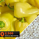 Semillas de aji (HOT) Caloro (100% Heirloom/No Híbrido/No GMO). 10 semillas aproximadamente