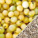 Semillas de tomate cherry blanco (100% Heirloom/No Híbrido/No GMO). 15 semillas aproximadamente