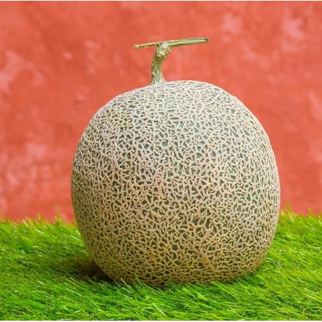 Semillas de melon, Honey Rock (100% Heirloom/No Híbrido/No GMO). 10 semillas aproximadamente.