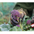 Semillas de brocoli morado (100% Heirloom/No Híbrido/No GMO). 20 semillas aproximadamente.