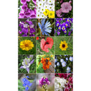 Semillas surtidas de flores silvestres para áreas húmedas. Incluye 16 variedades