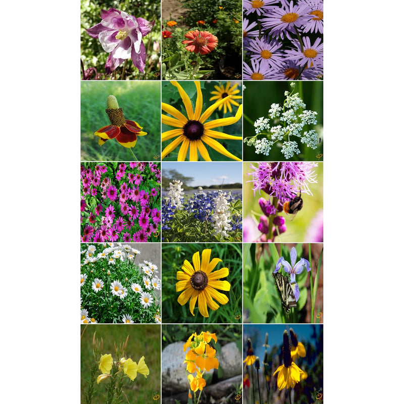 Semillas surtidas de flores silvestres perennes. Incluye 16 variedades