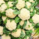 Semillas de coliflor, todo el año (100% Heirloom/No Híbrido/No GMO). 70 semillas aproximadamente.