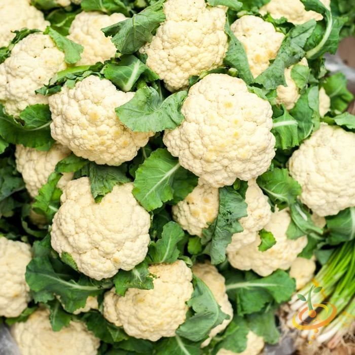 Semillas de coliflor, todo el año (100% Heirloom/No Híbrido/No GMO). 70 semillas aproximadamente.