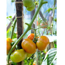 Semillas de tomate amarillo, Brandywine (100% Heirloom/No Híbrido/No GMO). 15 semillas aprox.