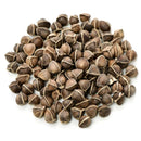 Semillas de Moringa