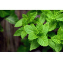 Semillas de menta (100% Heirloom/No Híbrido/No GMO). 80 semillas aproximadamente.