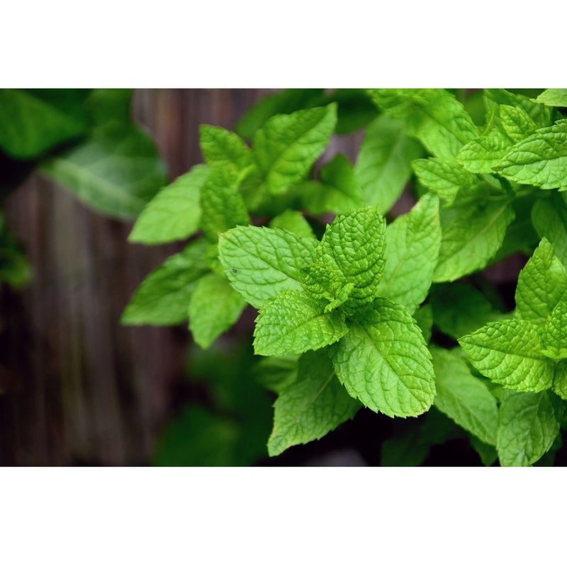 Semillas de menta (100% Heirloom/No Híbrido/No GMO). 80 semillas aproximadamente.