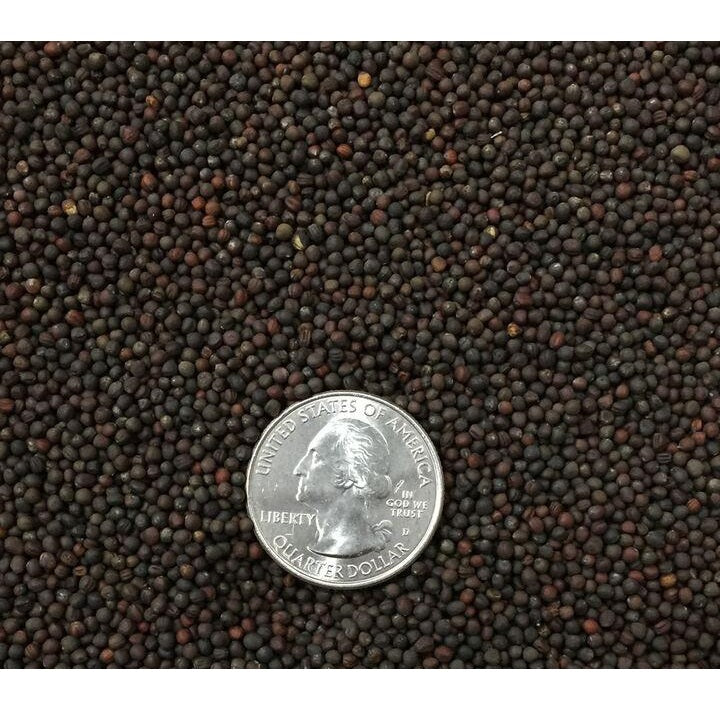 Semillas de repollo (100% Heirloom / No Híbrido / No GMO). 50 semillas aproximadamente.