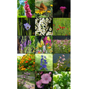 Semillas surtidas de flores silvestres para atraer colibries y mariposas. Incluye 23 variedades