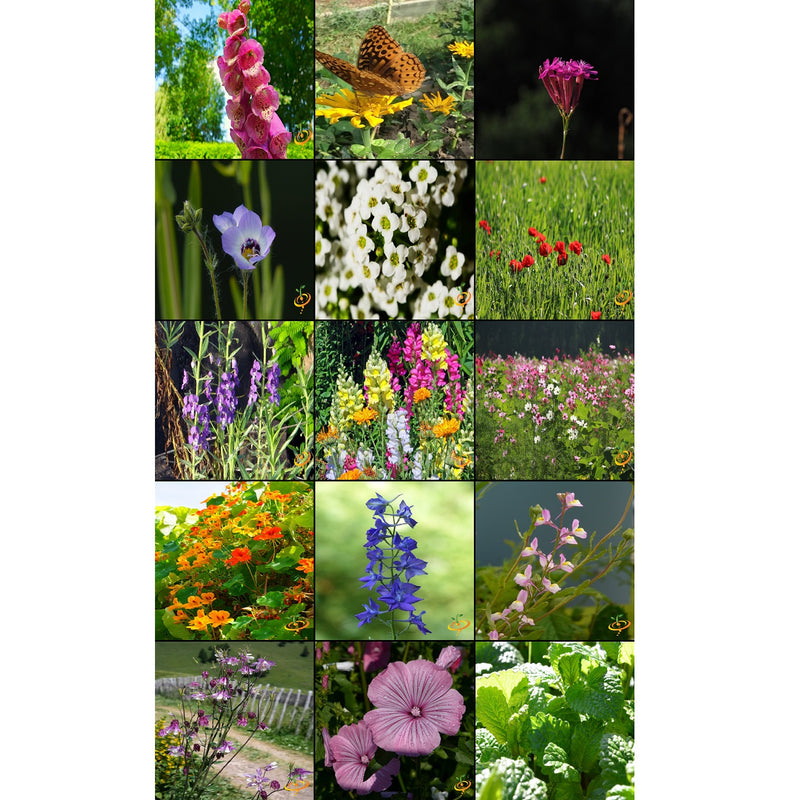 Semillas surtidas de flores silvestres para atraer colibries y mariposas. Incluye 23 variedades