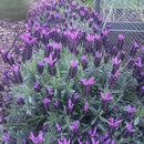 Semillas de lavanda, Inglesa (100% Heirloom/No Híbrido/No GMO). 50 semillas aproximadamente.