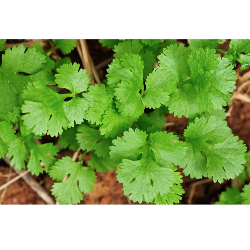 Semillas de cilantro (100% Heirloom/No Híbrido/No GMO). 500 semillas aproximadamente.