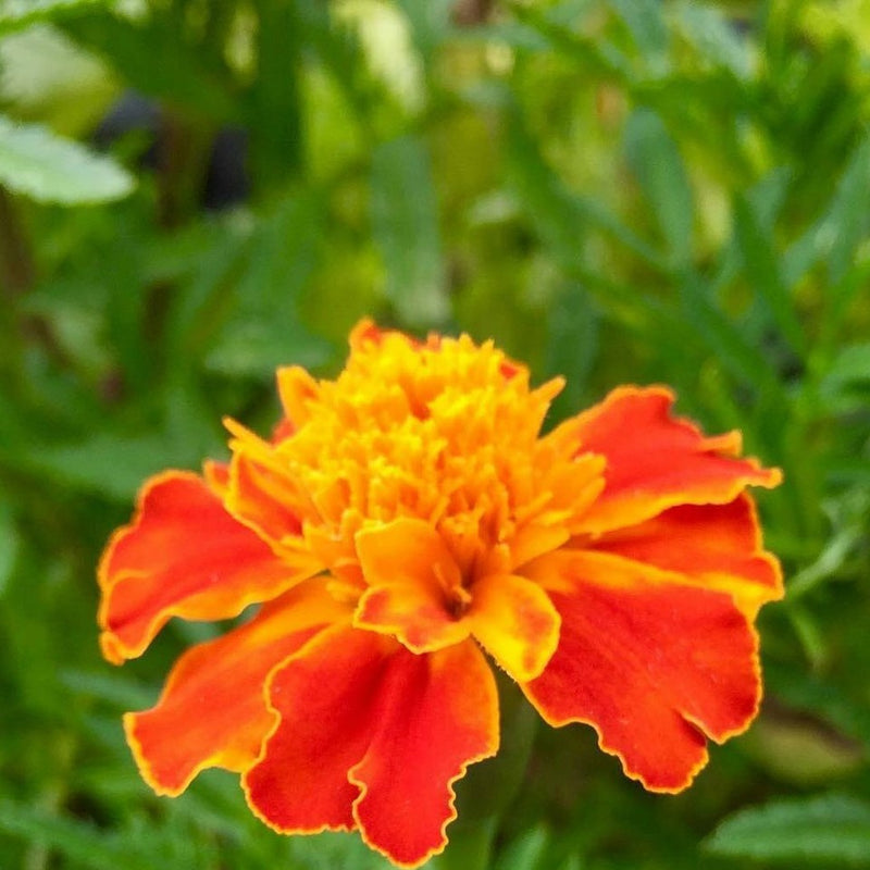 Semillas de flor Sparky Marigold. 120 semillas aproximadamente.