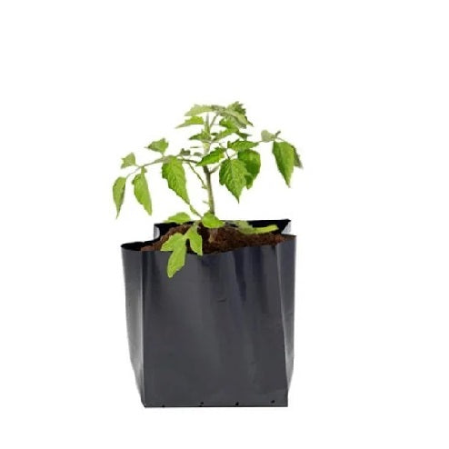 Bolsa semillera para viveros, color negro (100 unidades)