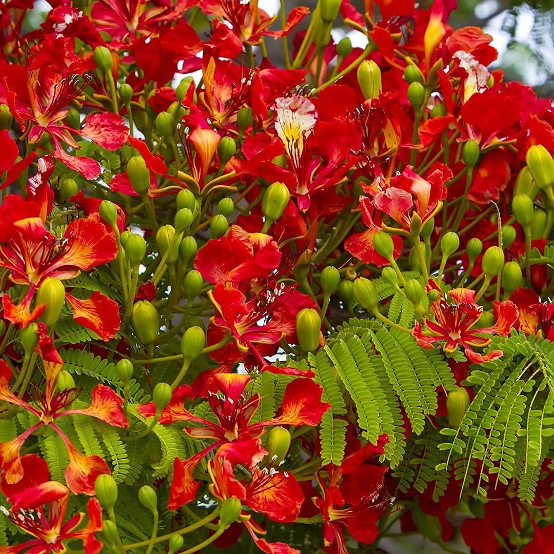 Semillas de Poinciana Reales o Flor del Estudiante.